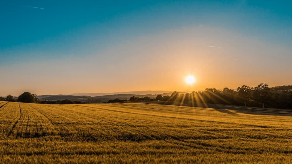 Crop fields at sunset